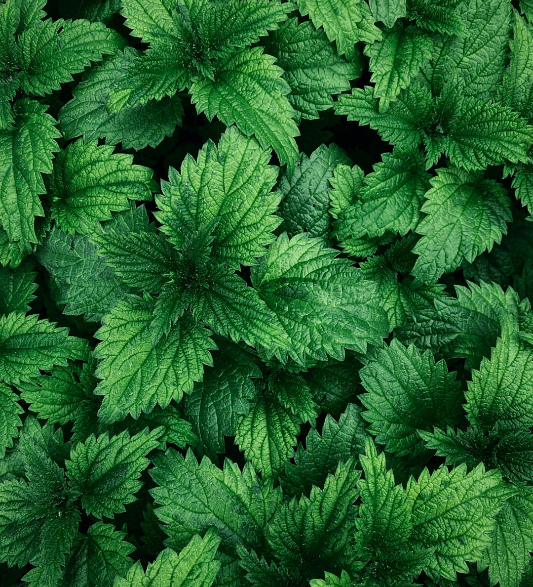 Pure hair innovation - Hårvård för dig och naturen!